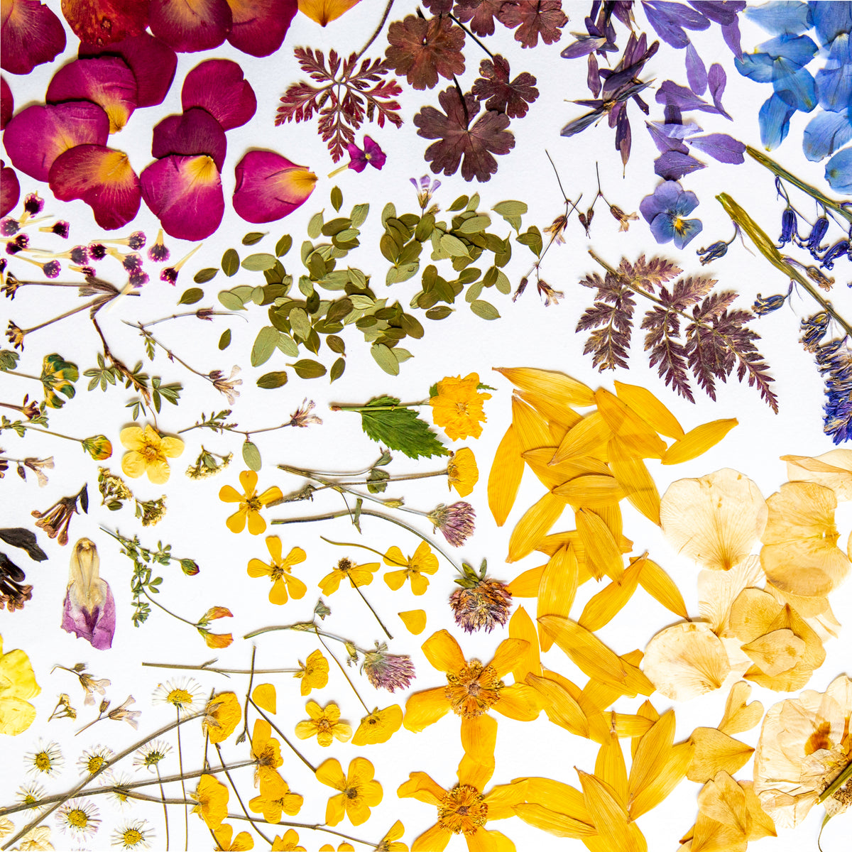 Pressed Flower Club Subscription