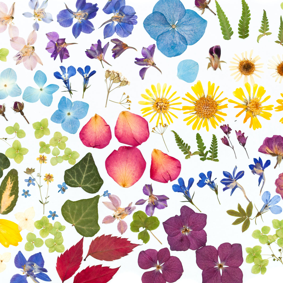 Pressed Flower Club Subscription